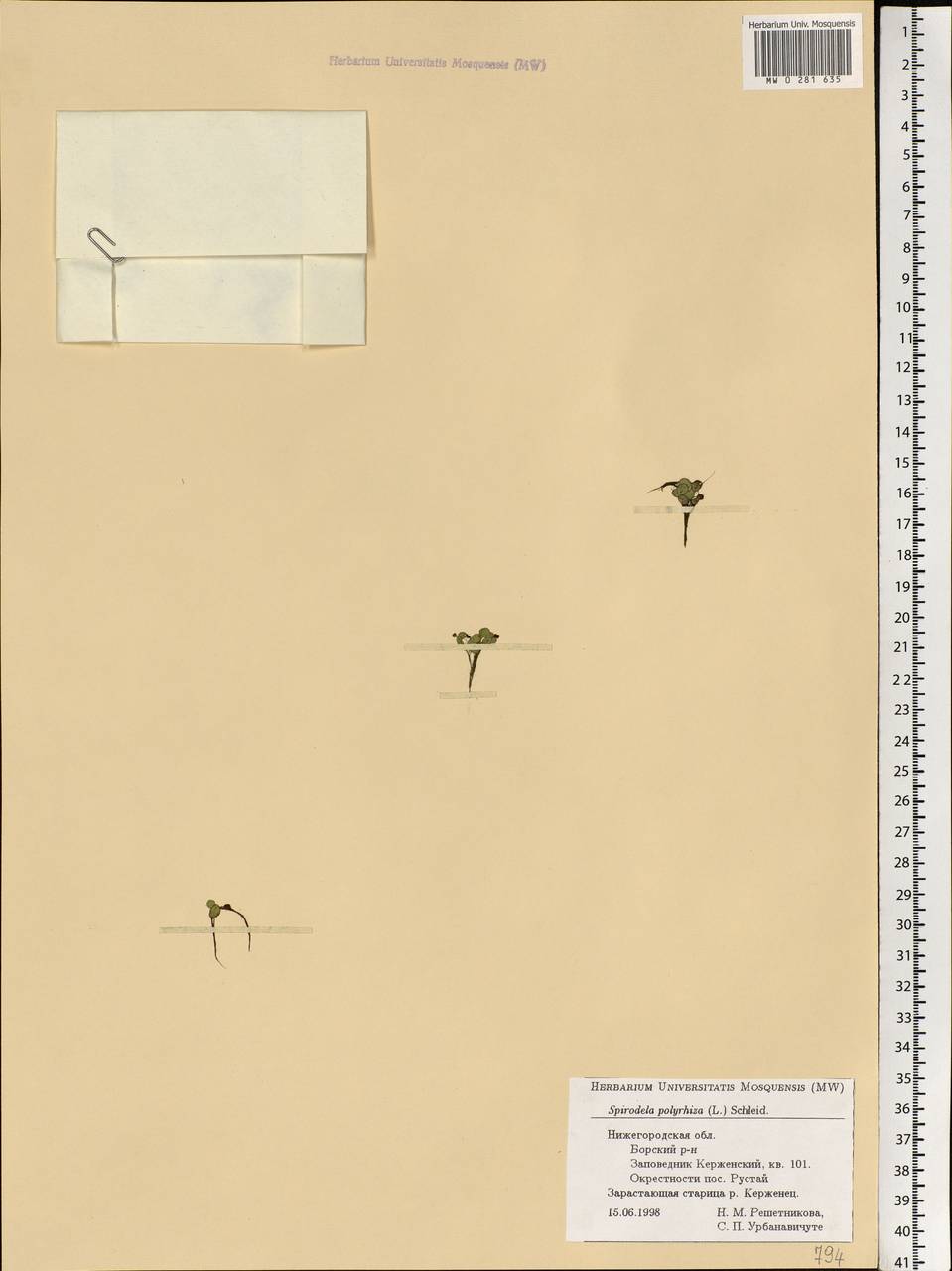 Spirodela polyrhiza (L.) Schleid., Eastern Europe, Volga-Kama region (E7) (Russia)