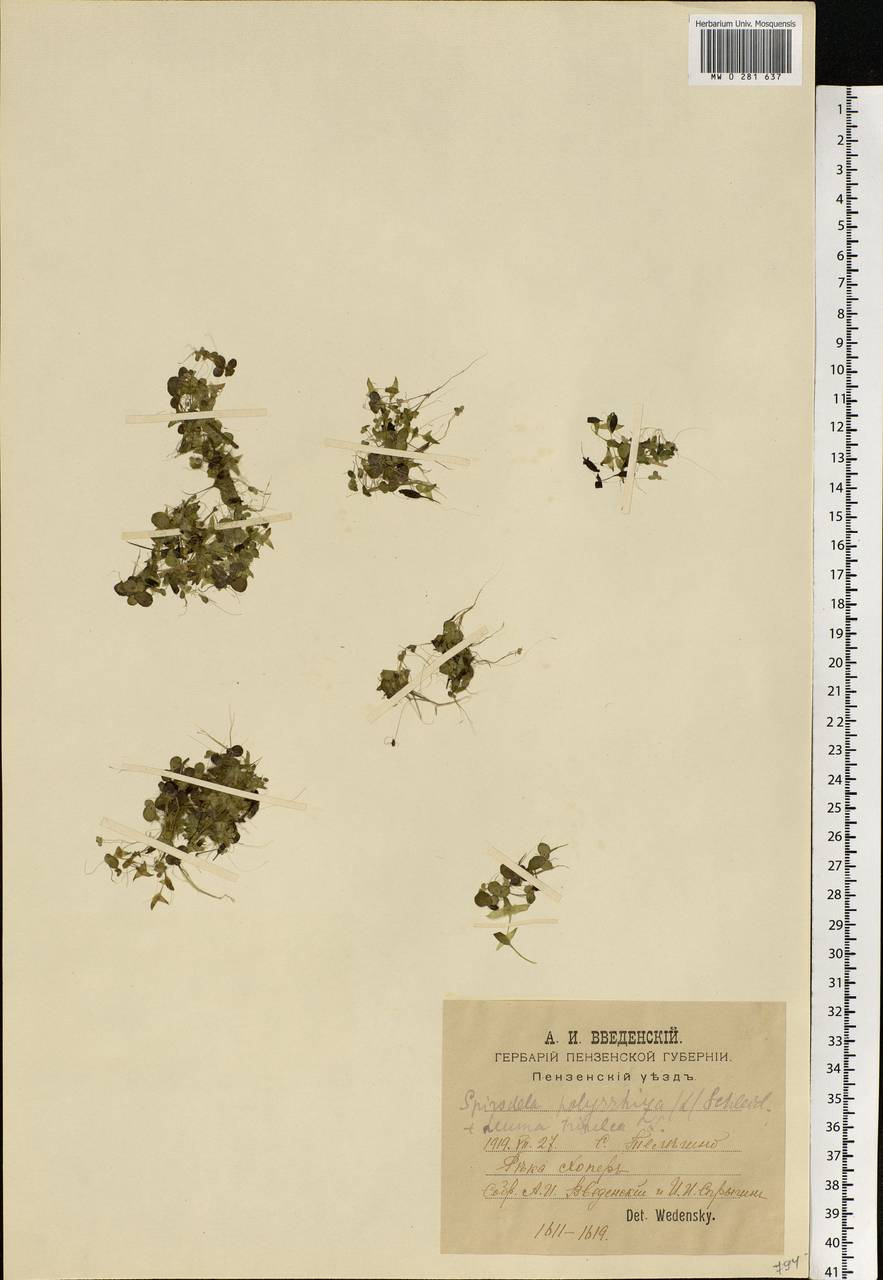 Spirodela polyrhiza (L.) Schleid., Eastern Europe, Middle Volga region (E8) (Russia)