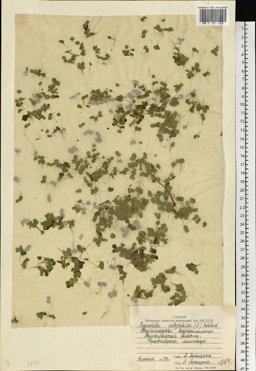 Spirodela polyrhiza (L.) Schleid., Eastern Europe, Lower Volga region (E9) (Russia)