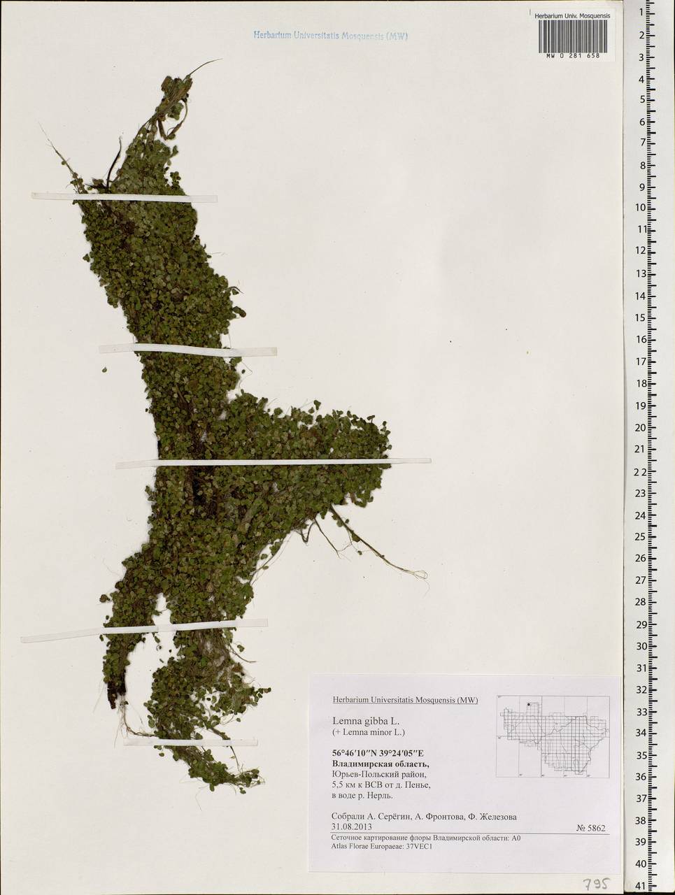 Lemna gibba L., Eastern Europe, Central region (E4) (Russia)