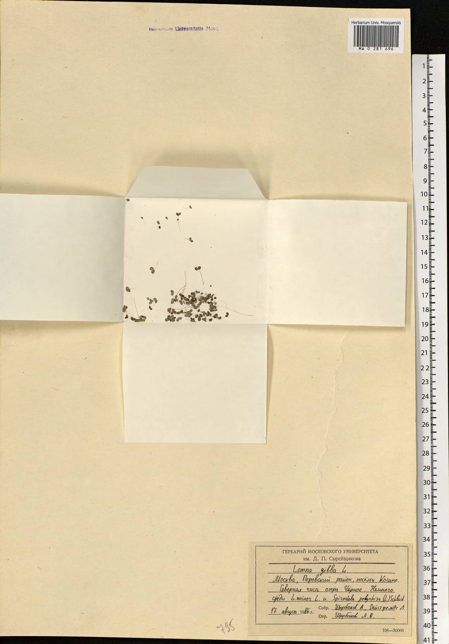 Lemna gibba L., Eastern Europe, Moscow region (E4a) (Russia)