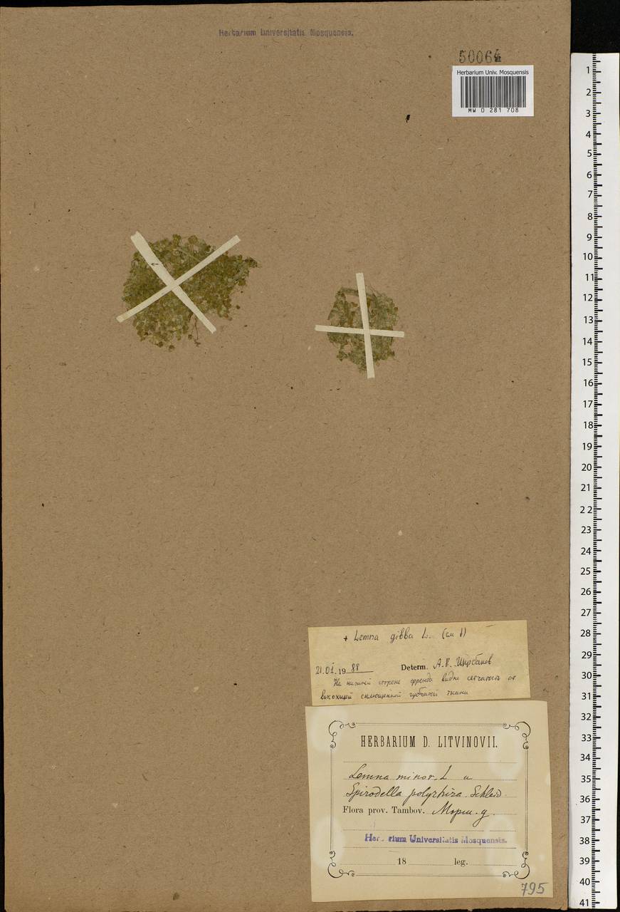 Lemna gibba L., Eastern Europe, Central forest-and-steppe region (E6) (Russia)