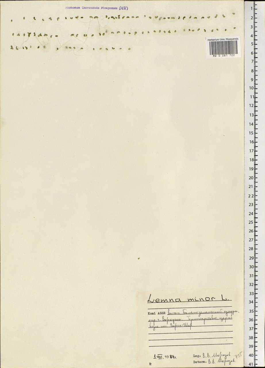 Lemna minor L., Eastern Europe, Northern region (E1) (Russia)