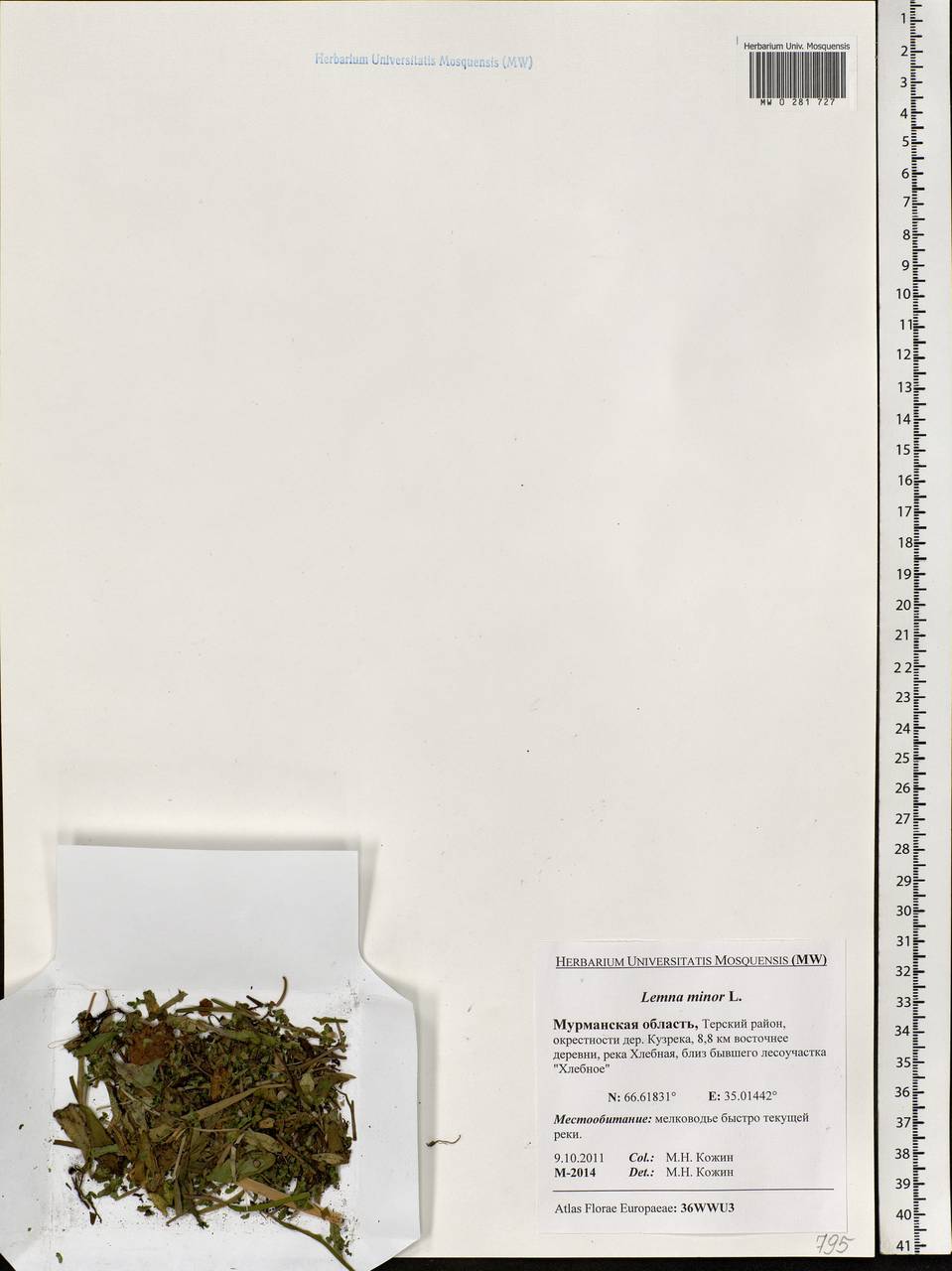 Lemna minor L., Eastern Europe, Northern region (E1) (Russia)