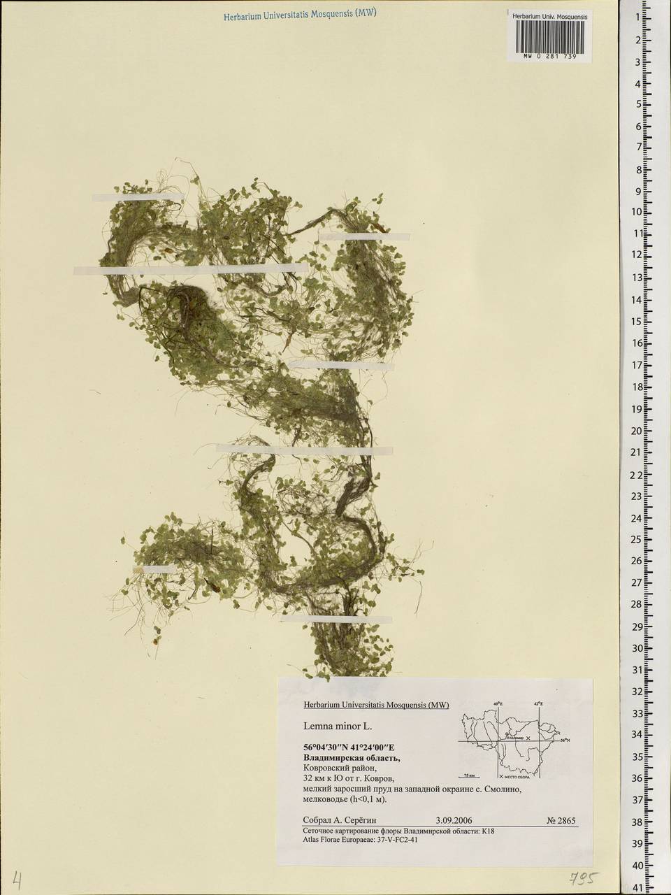 Lemna minor L., Eastern Europe, Central region (E4) (Russia)