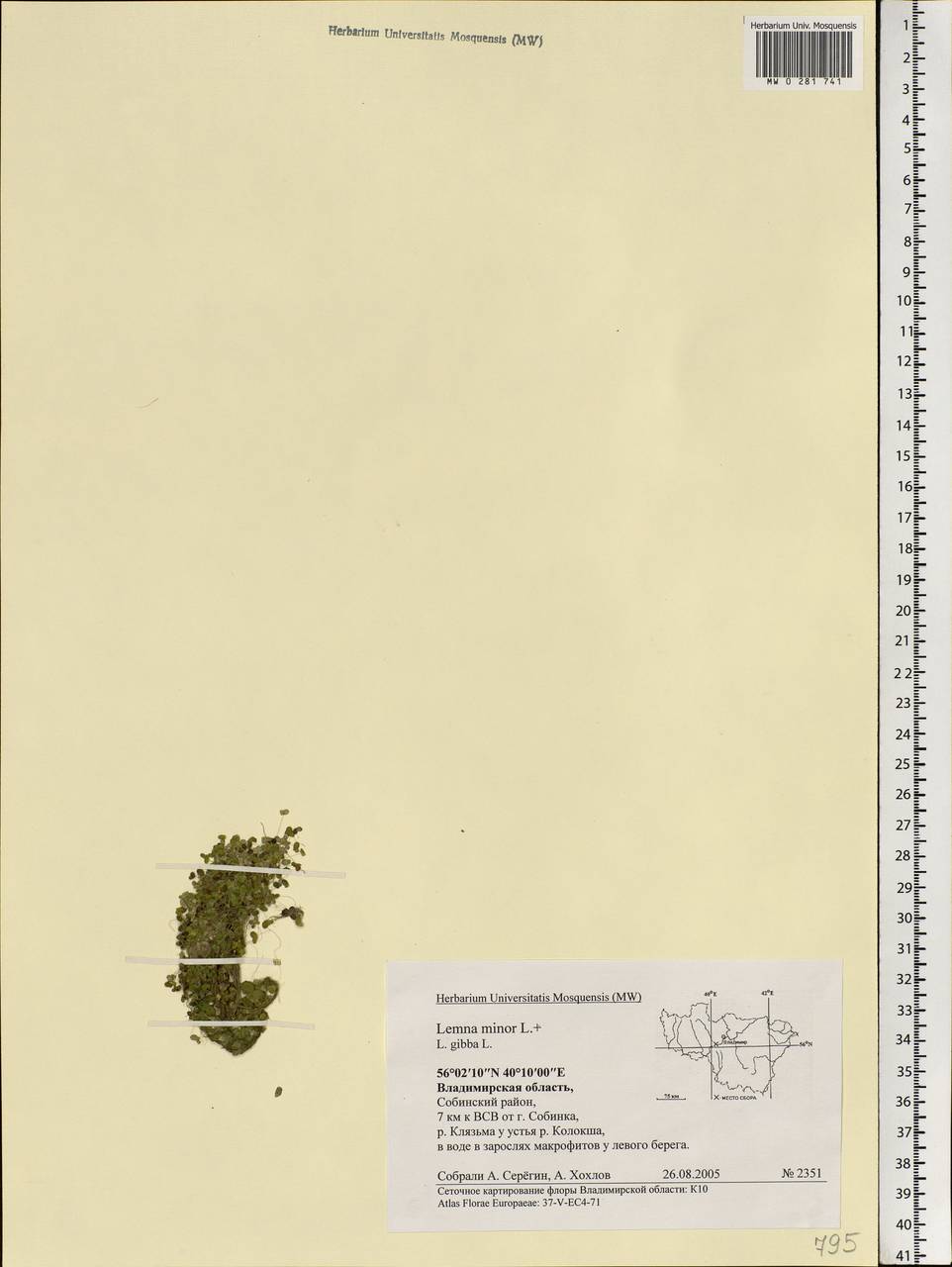 Lemna minor L., Eastern Europe, Central region (E4) (Russia)