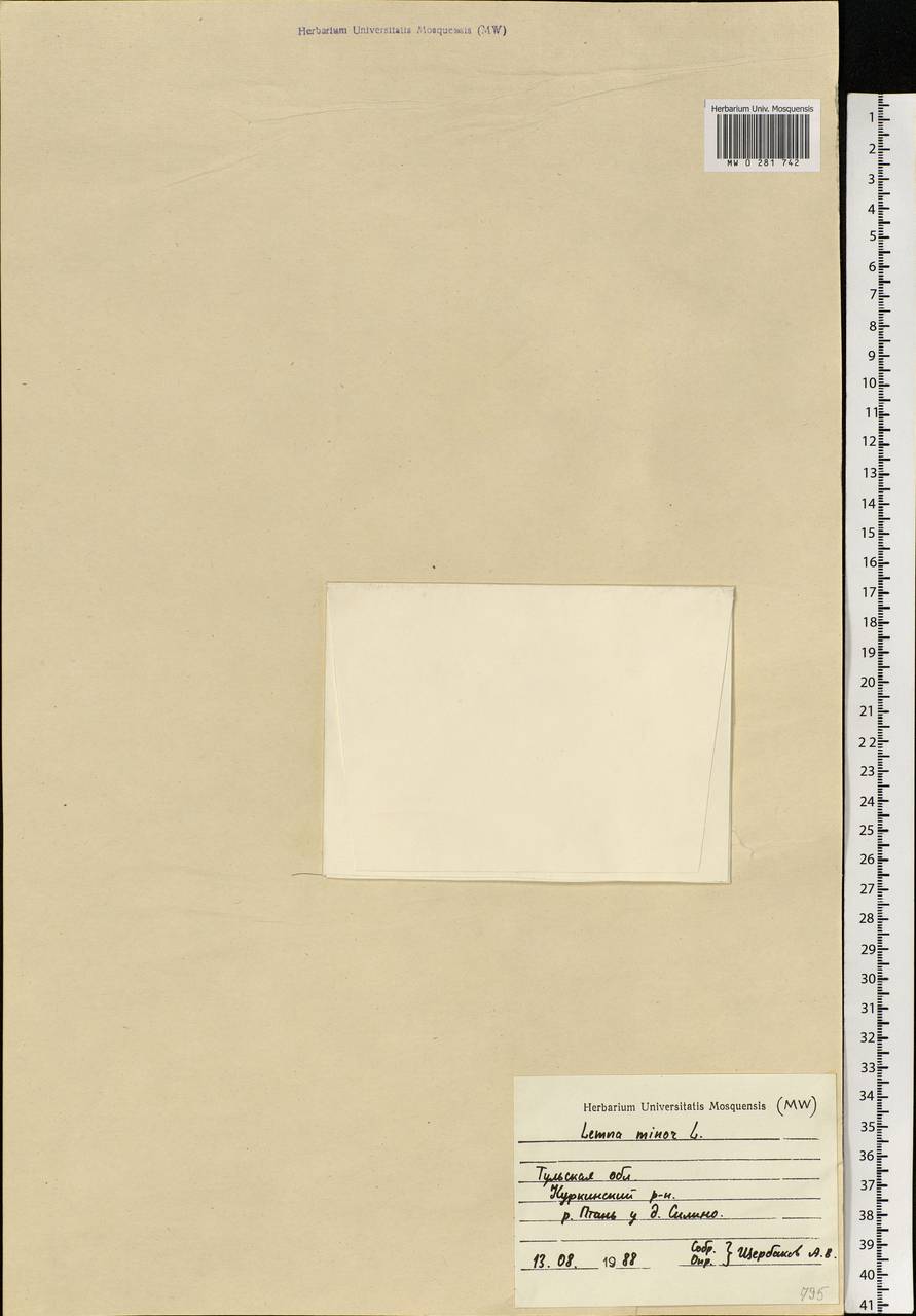Lemna minor L., Eastern Europe, Central region (E4) (Russia)