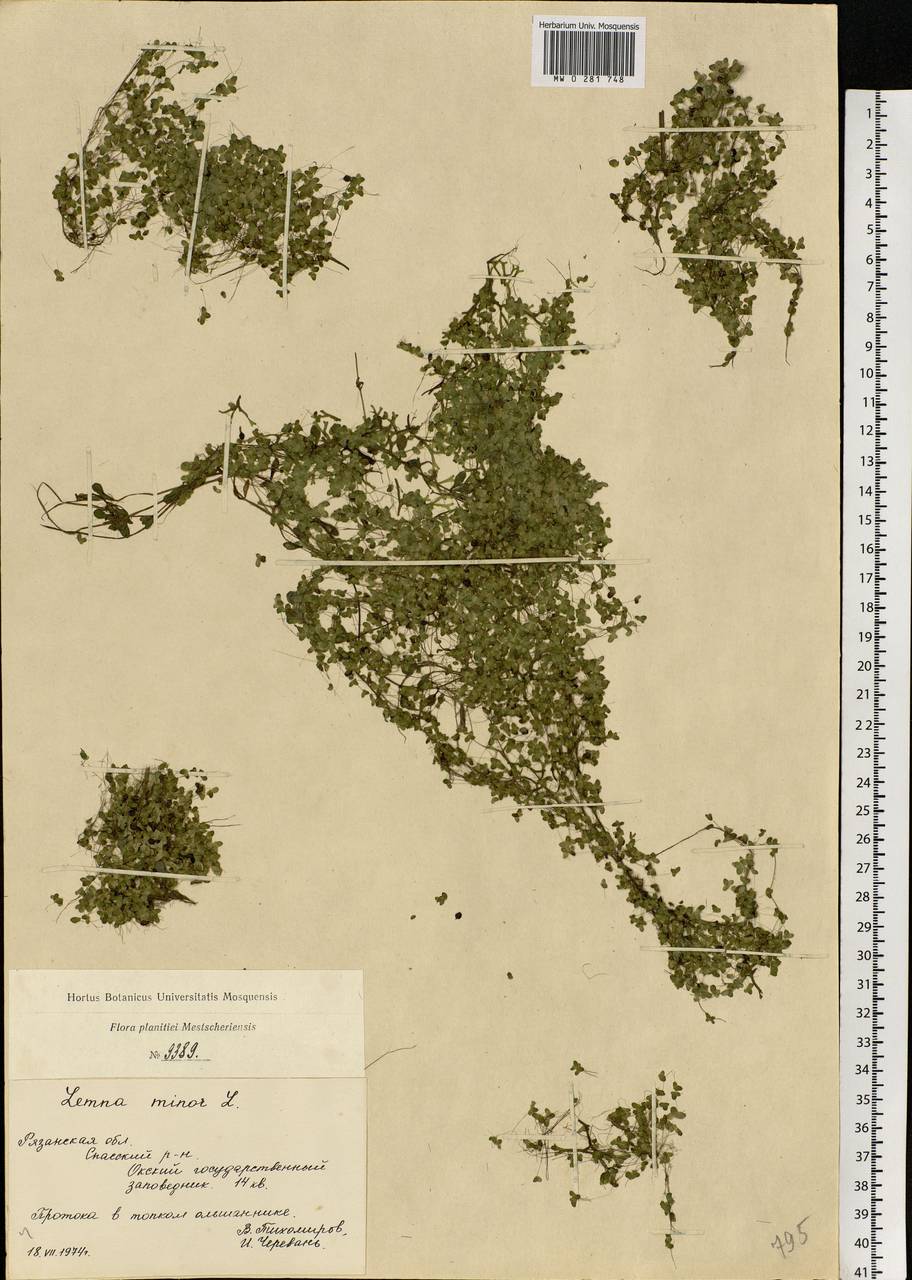 Lemna minor L., Eastern Europe, Central region (E4) (Russia)