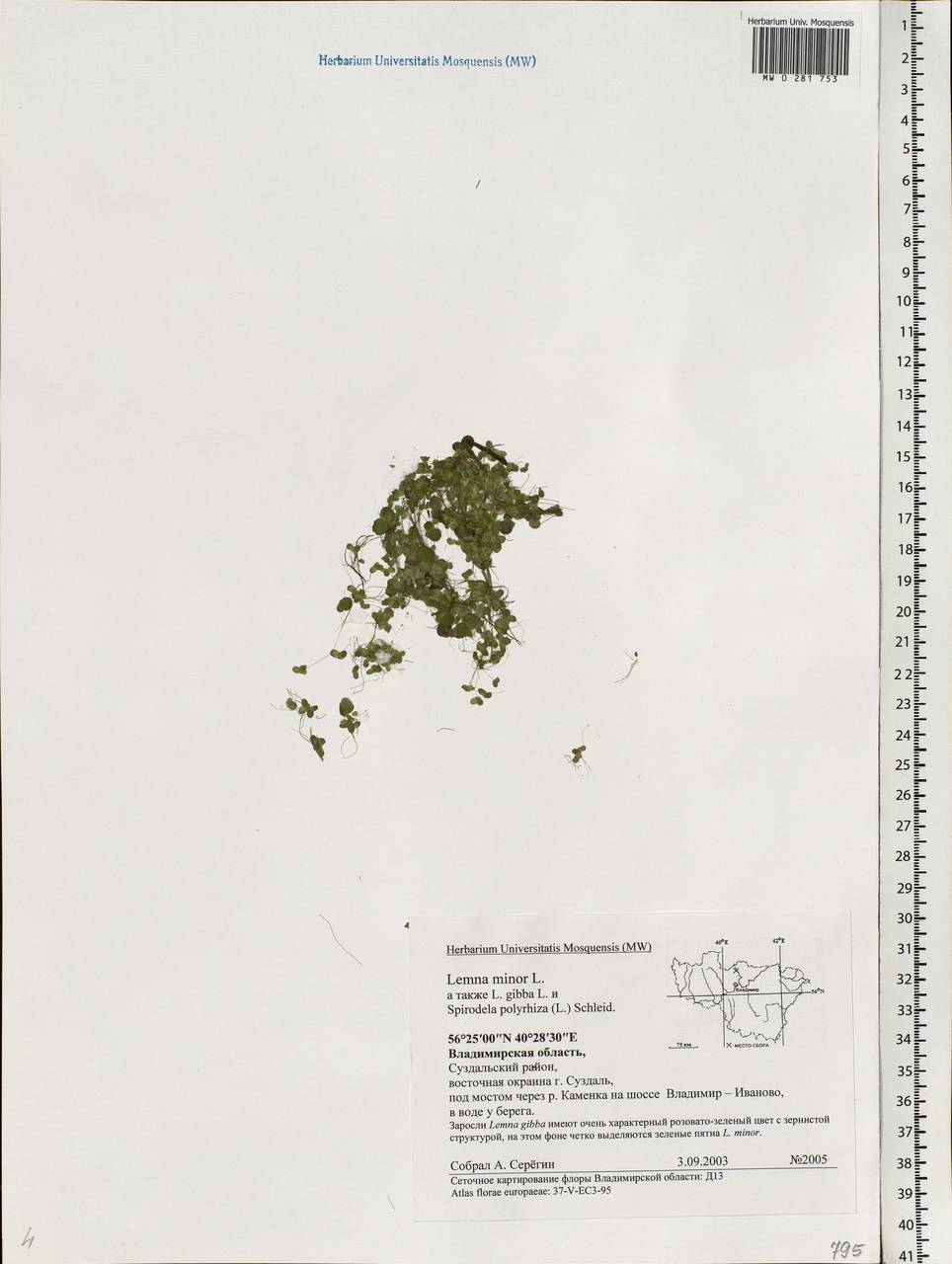 Lemna minor L., Eastern Europe, Central region (E4) (Russia)