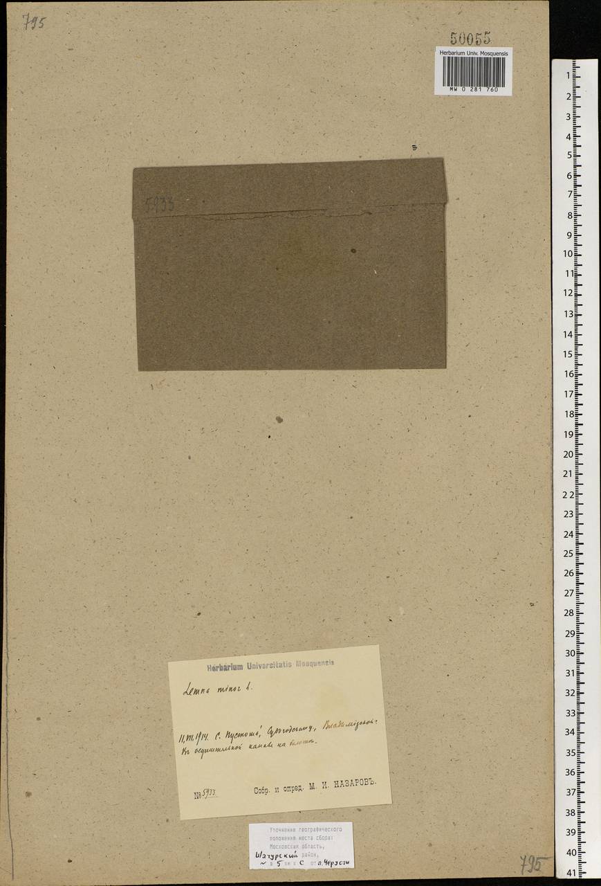 Lemna minor L., Eastern Europe, Moscow region (E4a) (Russia)