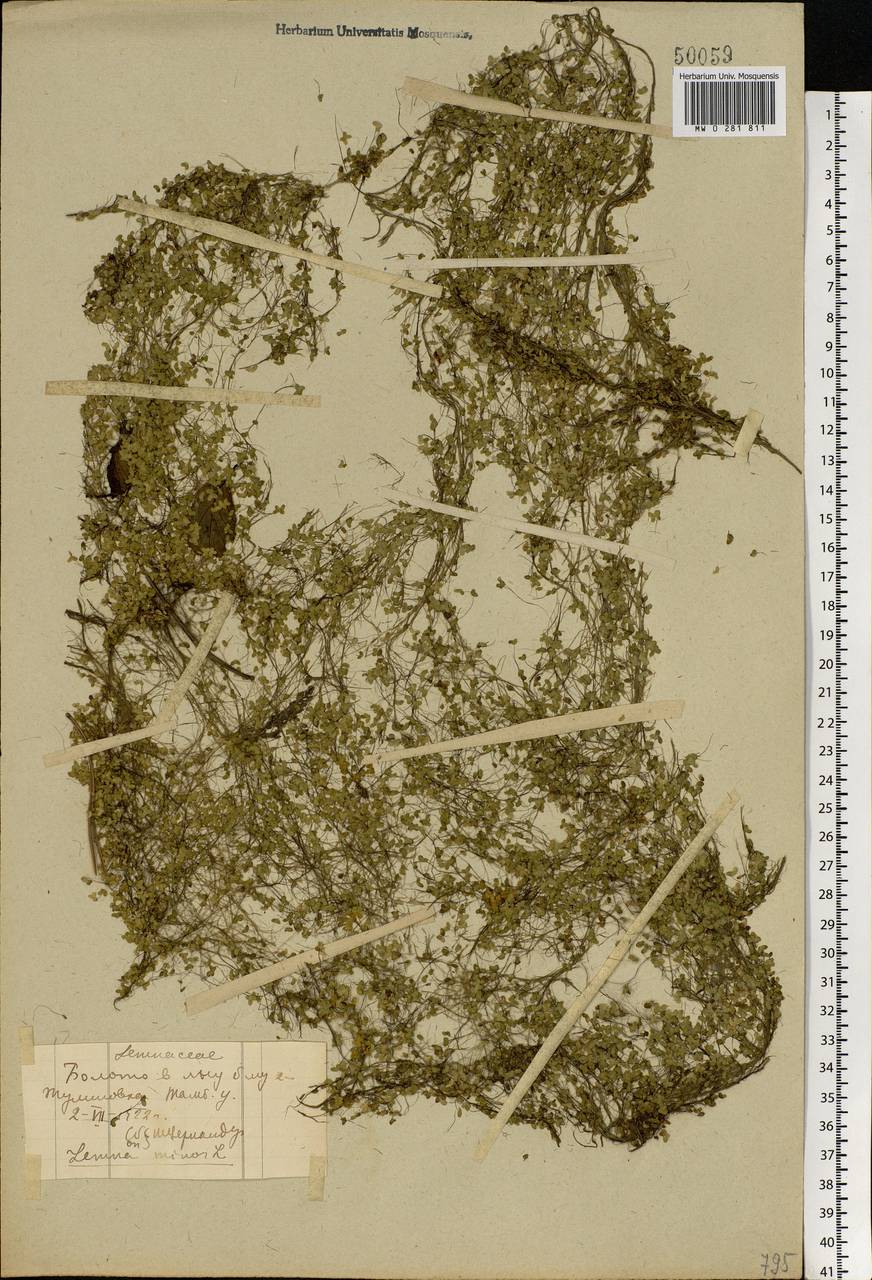 Lemna minor L., Eastern Europe, Central forest-and-steppe region (E6) (Russia)