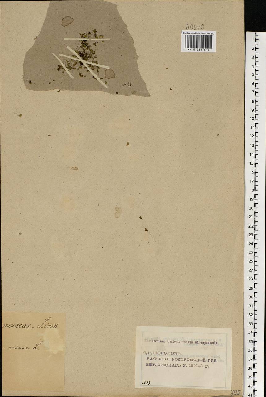 Lemna minor L., Eastern Europe, Volga-Kama region (E7) (Russia)