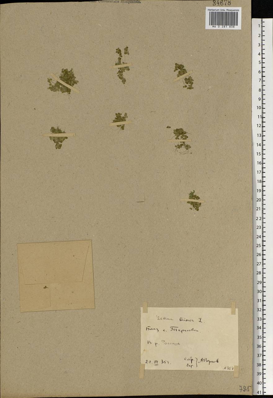 Lemna minor L., Eastern Europe, Rostov Oblast (E12a) (Russia)