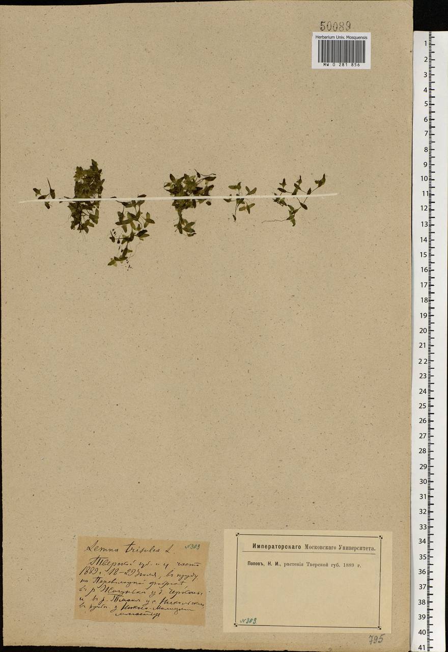 Lemna trisulca L., Eastern Europe, North-Western region (E2) (Russia)