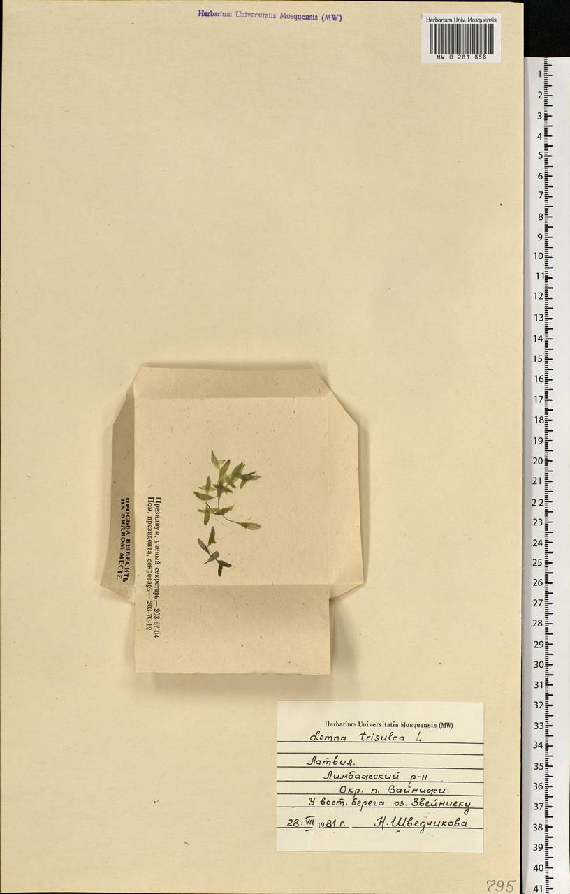Lemna trisulca L., Eastern Europe, Latvia (E2b) (Latvia)