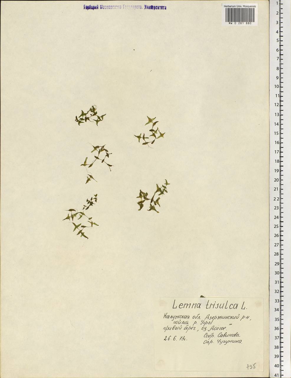 Lemna trisulca L., Eastern Europe, Central region (E4) (Russia)