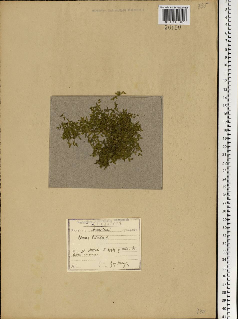 Lemna trisulca L., Eastern Europe, Moscow region (E4a) (Russia)