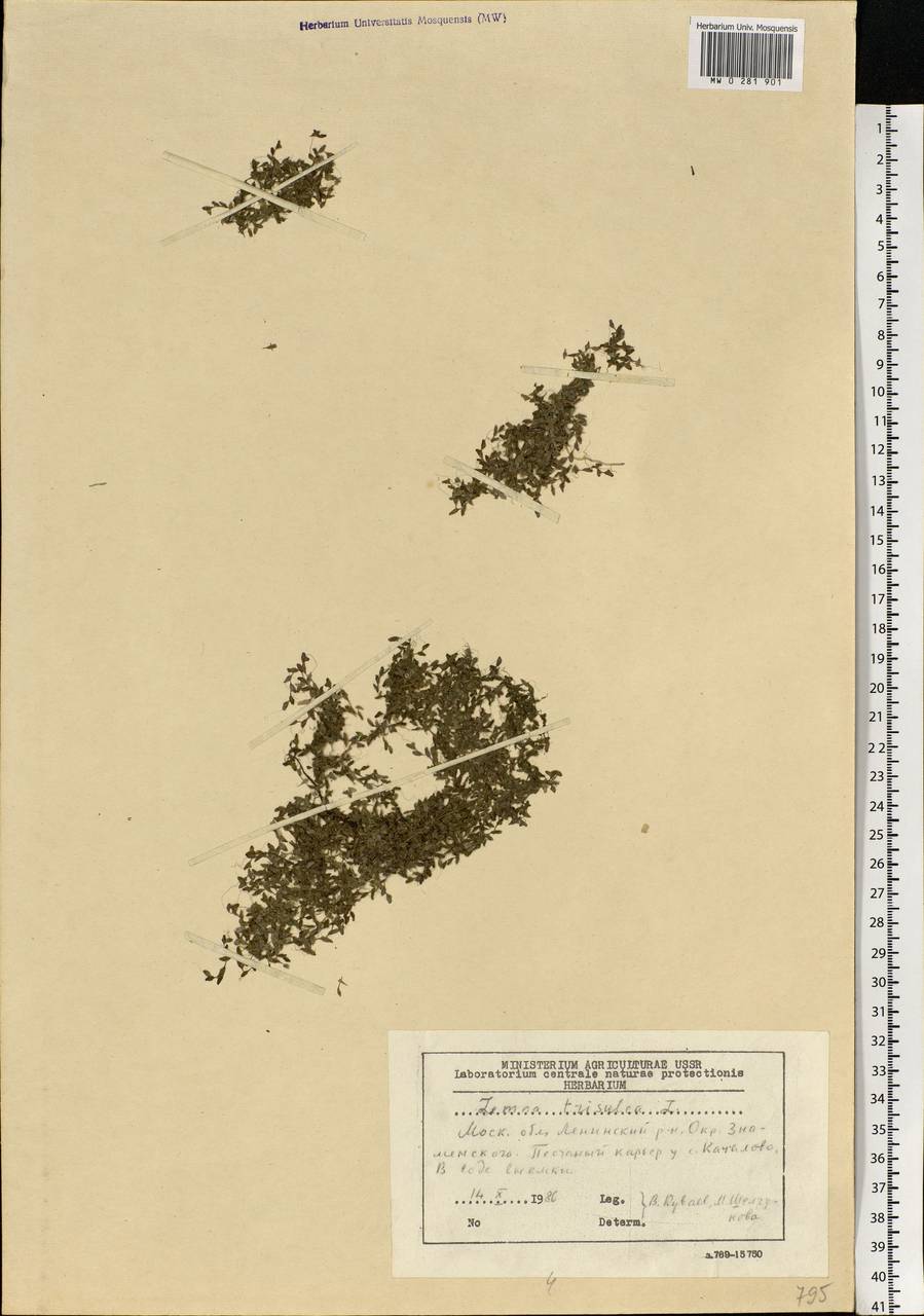 Lemna trisulca L., Eastern Europe, Moscow region (E4a) (Russia)