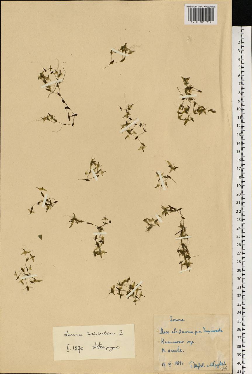 Lemna trisulca L., Eastern Europe, Moscow region (E4a) (Russia)