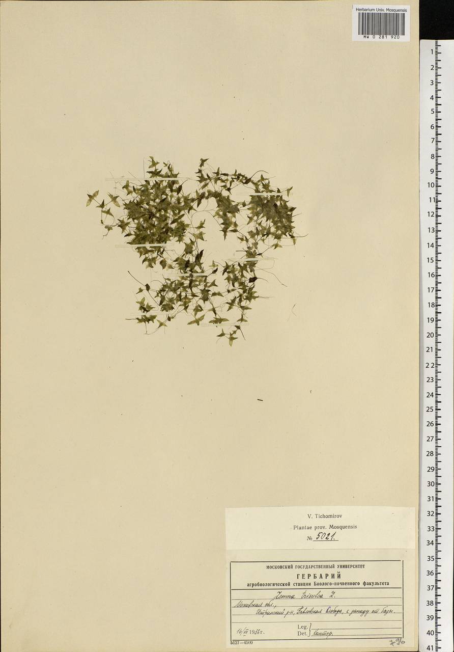 Lemna trisulca L., Eastern Europe, Moscow region (E4a) (Russia)