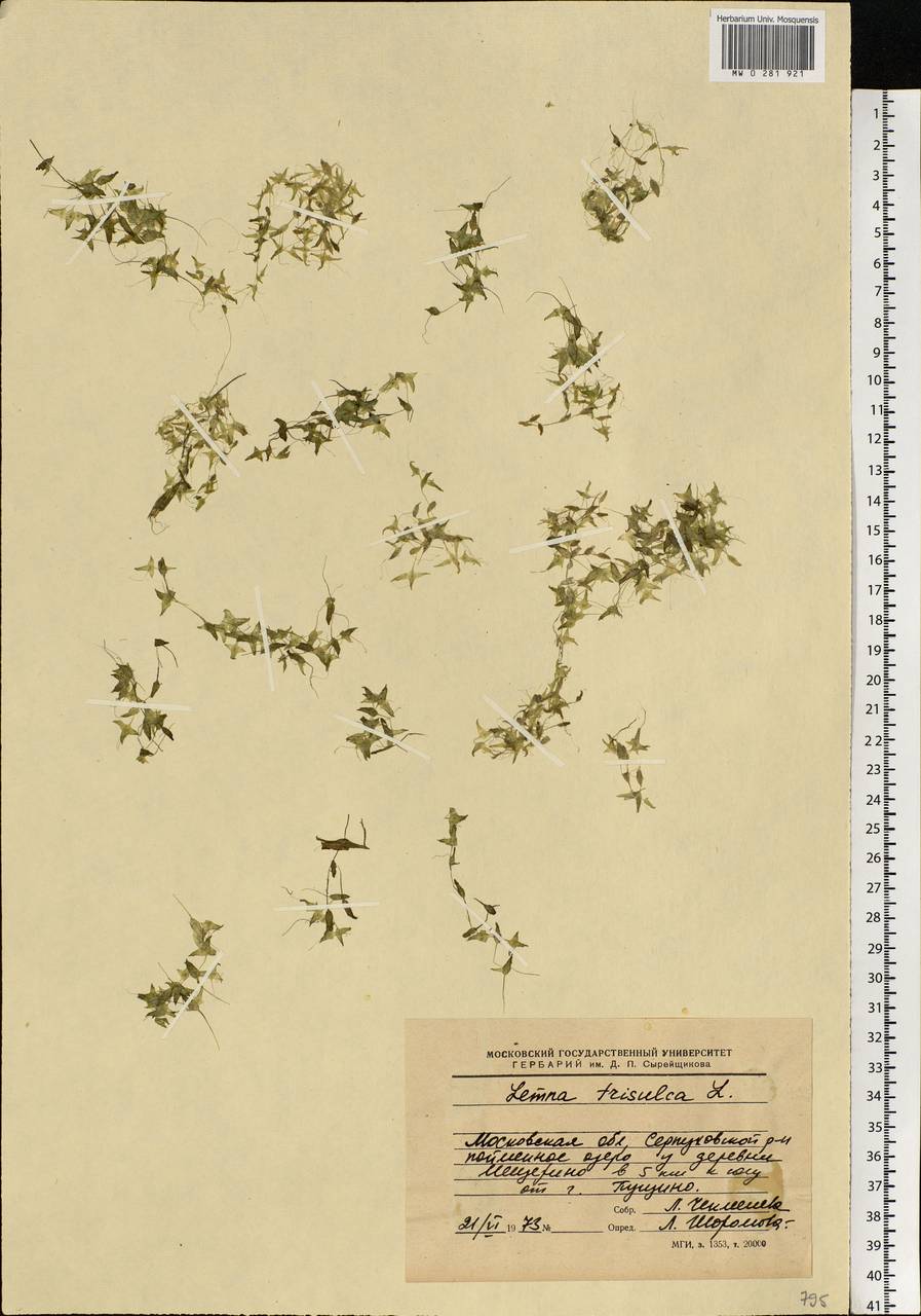 Lemna trisulca L., Eastern Europe, Moscow region (E4a) (Russia)