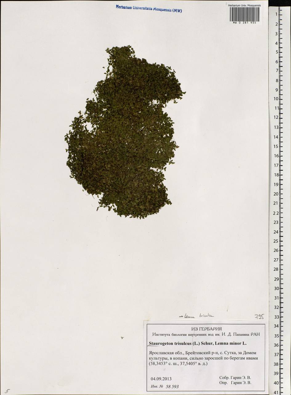 Lemna trisulca L., Eastern Europe, Central forest region (E5) (Russia)