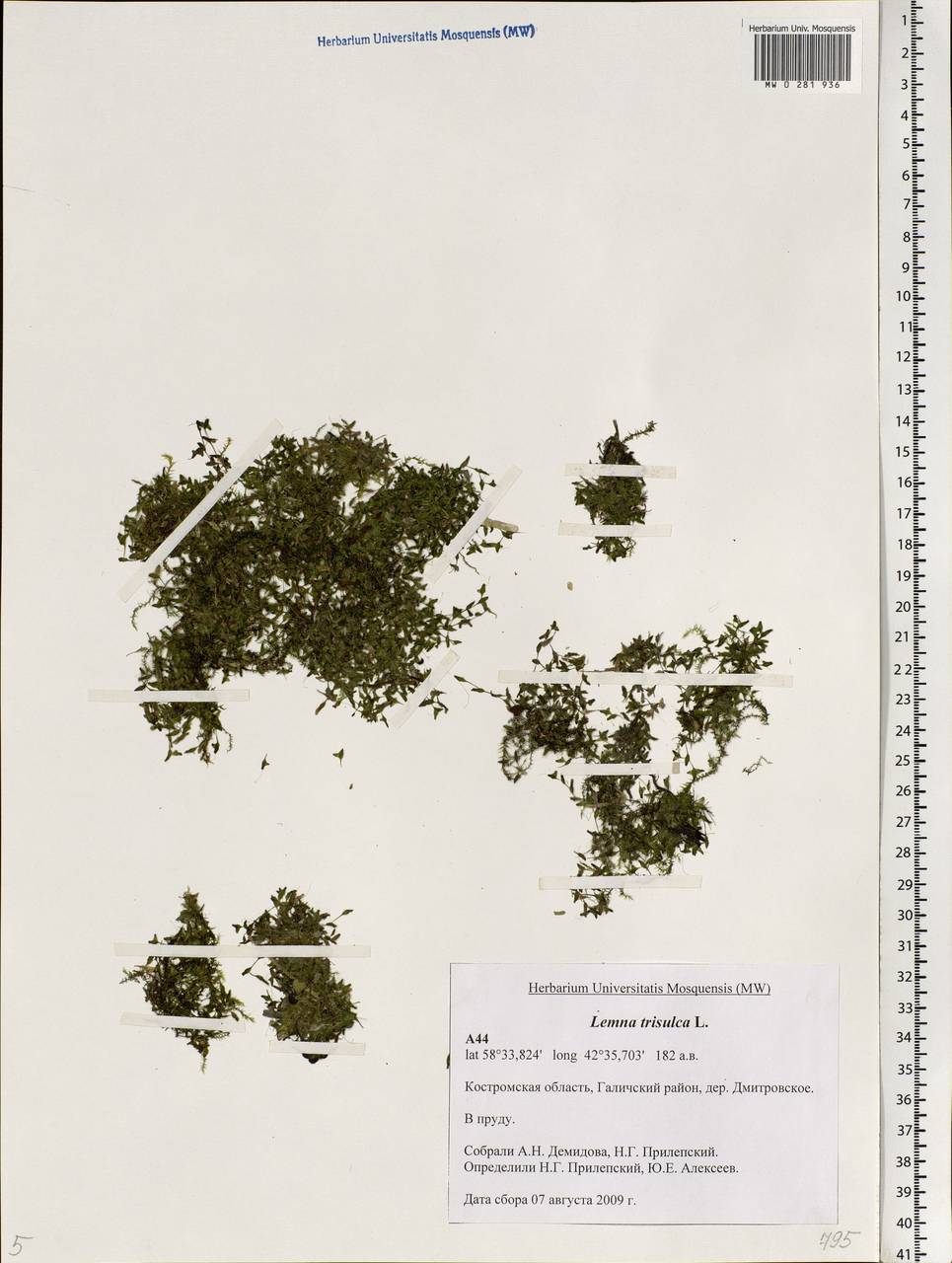 Lemna trisulca L., Eastern Europe, Central forest region (E5) (Russia)