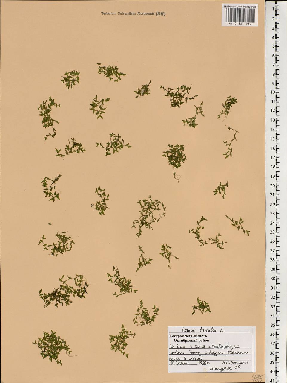 Lemna trisulca L., Eastern Europe, Central forest region (E5) (Russia)