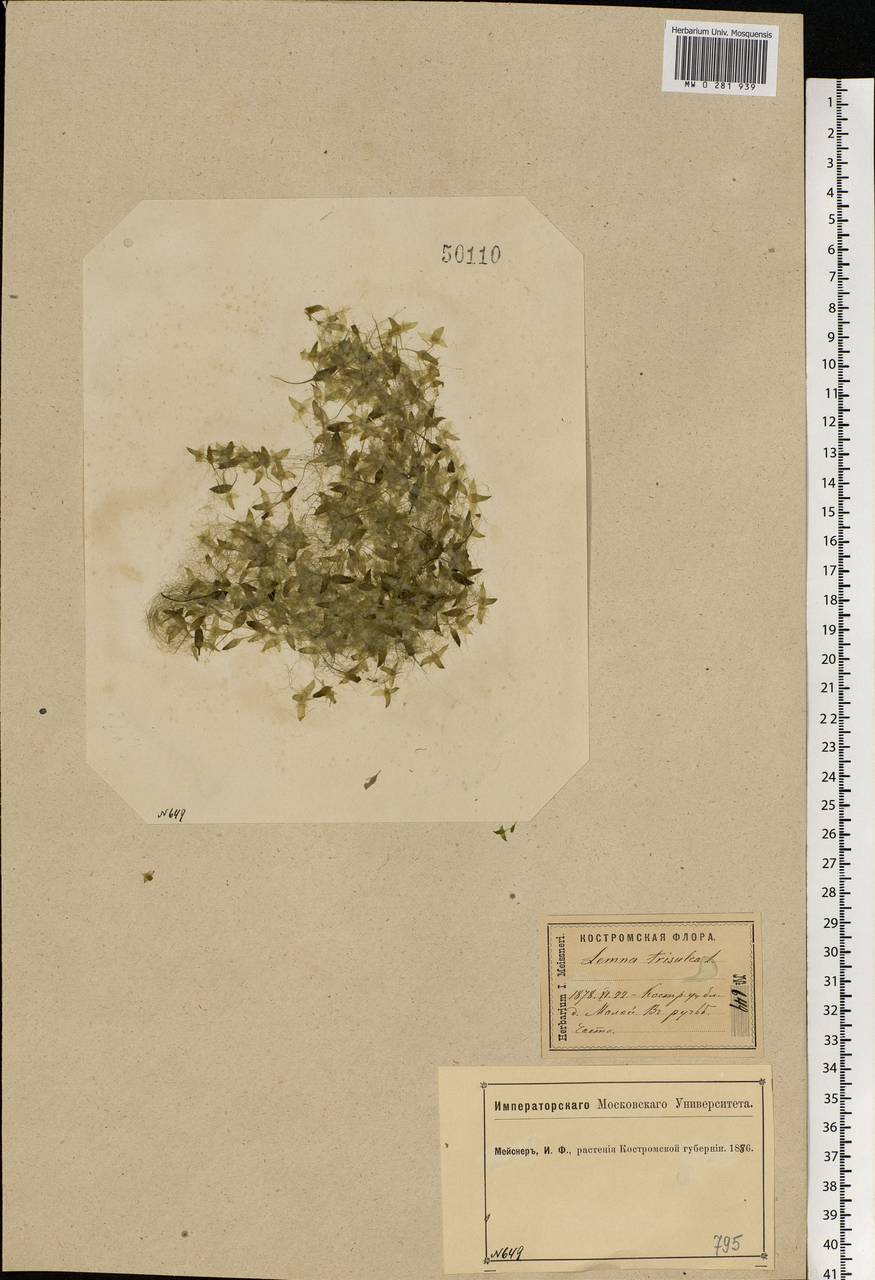 Lemna trisulca L., Eastern Europe, Central forest region (E5) (Russia)