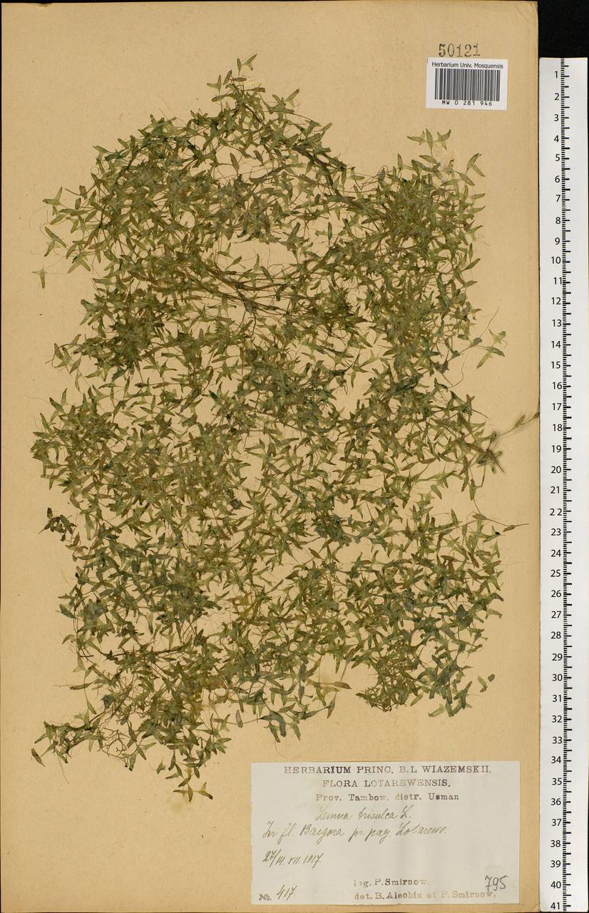 Lemna trisulca L., Eastern Europe, Central forest-and-steppe region (E6) (Russia)