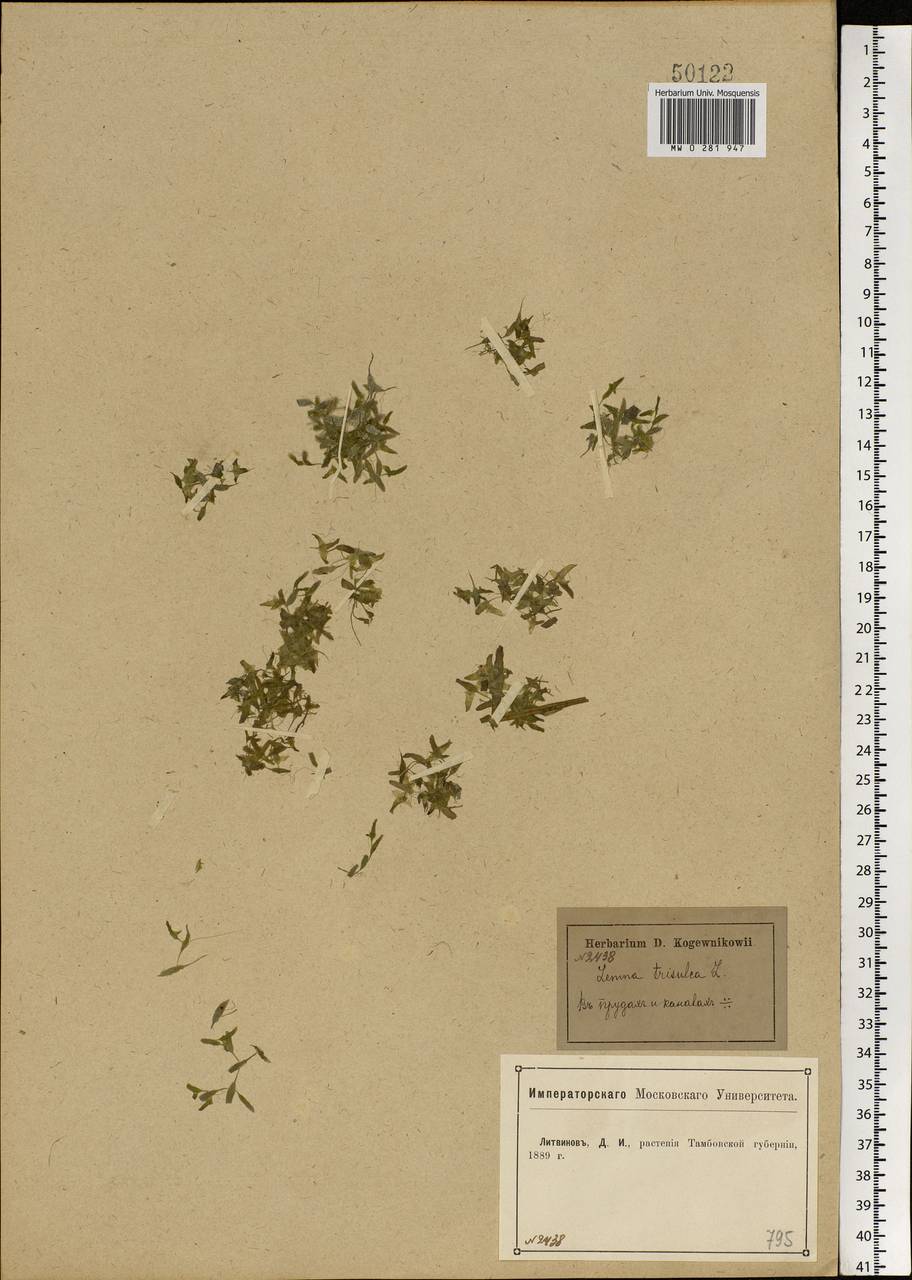 Lemna trisulca L., Eastern Europe, Central forest-and-steppe region (E6) (Russia)