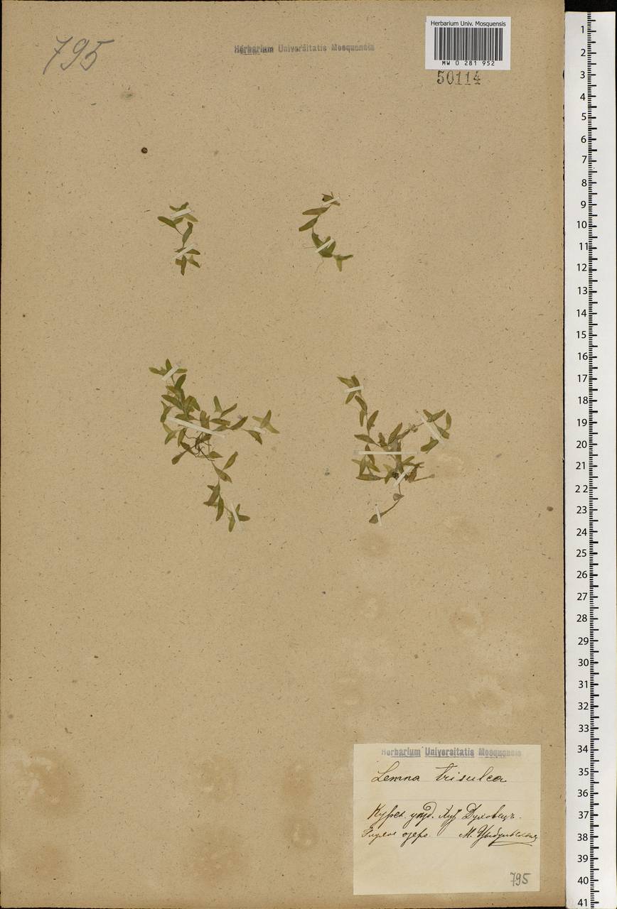 Lemna trisulca L., Eastern Europe, Central forest-and-steppe region (E6) (Russia)