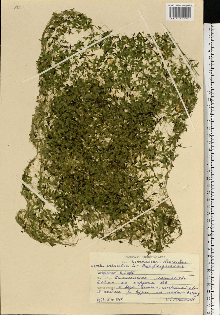 Lemna trisulca L., Eastern Europe, Middle Volga region (E8) (Russia)