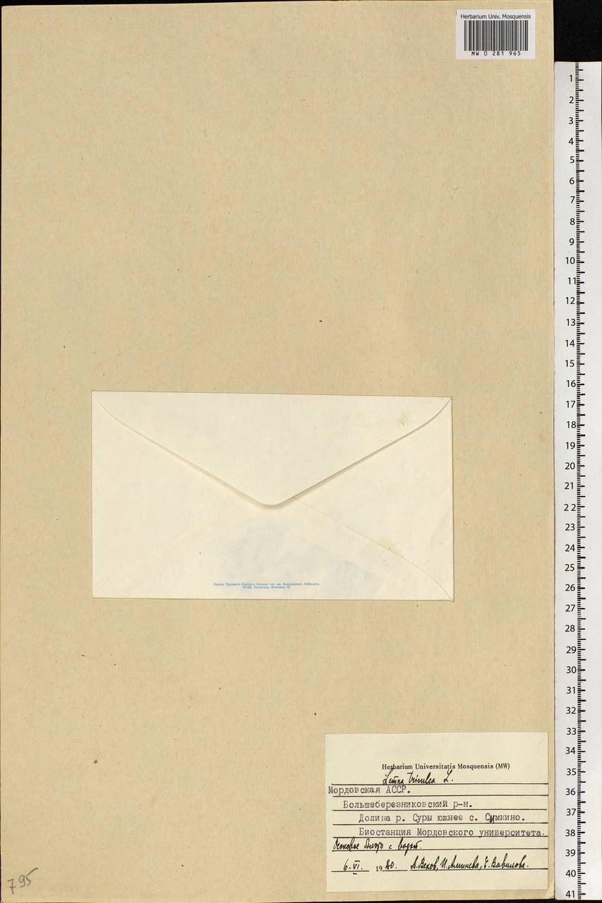 Lemna trisulca L., Eastern Europe, Middle Volga region (E8) (Russia)