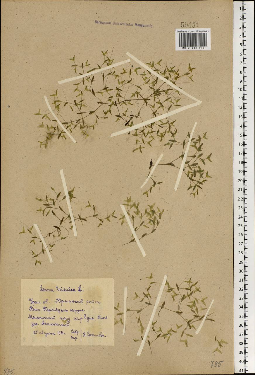 Lemna trisulca L., Eastern Europe, Eastern region (E10) (Russia)