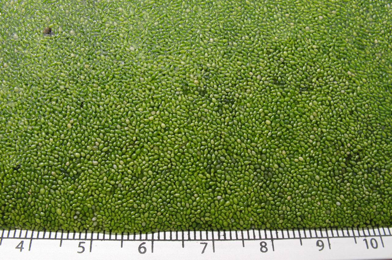 Wolffia arrhiza (L.) Horkel ex Wimm., Eastern Europe, Moscow region (E4a) (Russia)