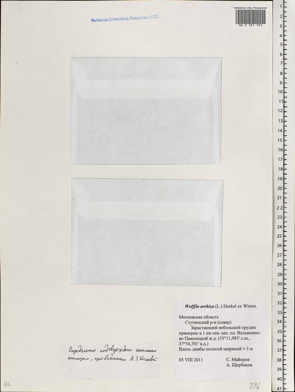 Wolffia arrhiza (L.) Horkel ex Wimm., Eastern Europe, Moscow region (E4a) (Russia)