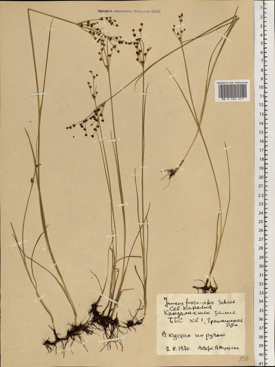 Juncus alpinoarticulatus Chaix, Eastern Europe, Northern region (E1) (Russia)