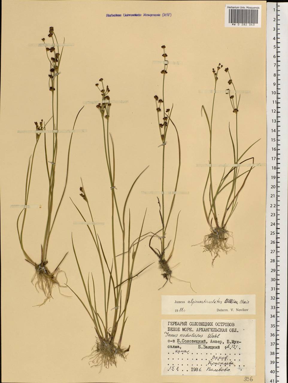 Juncus alpinoarticulatus Chaix, Eastern Europe, Northern region (E1) (Russia)