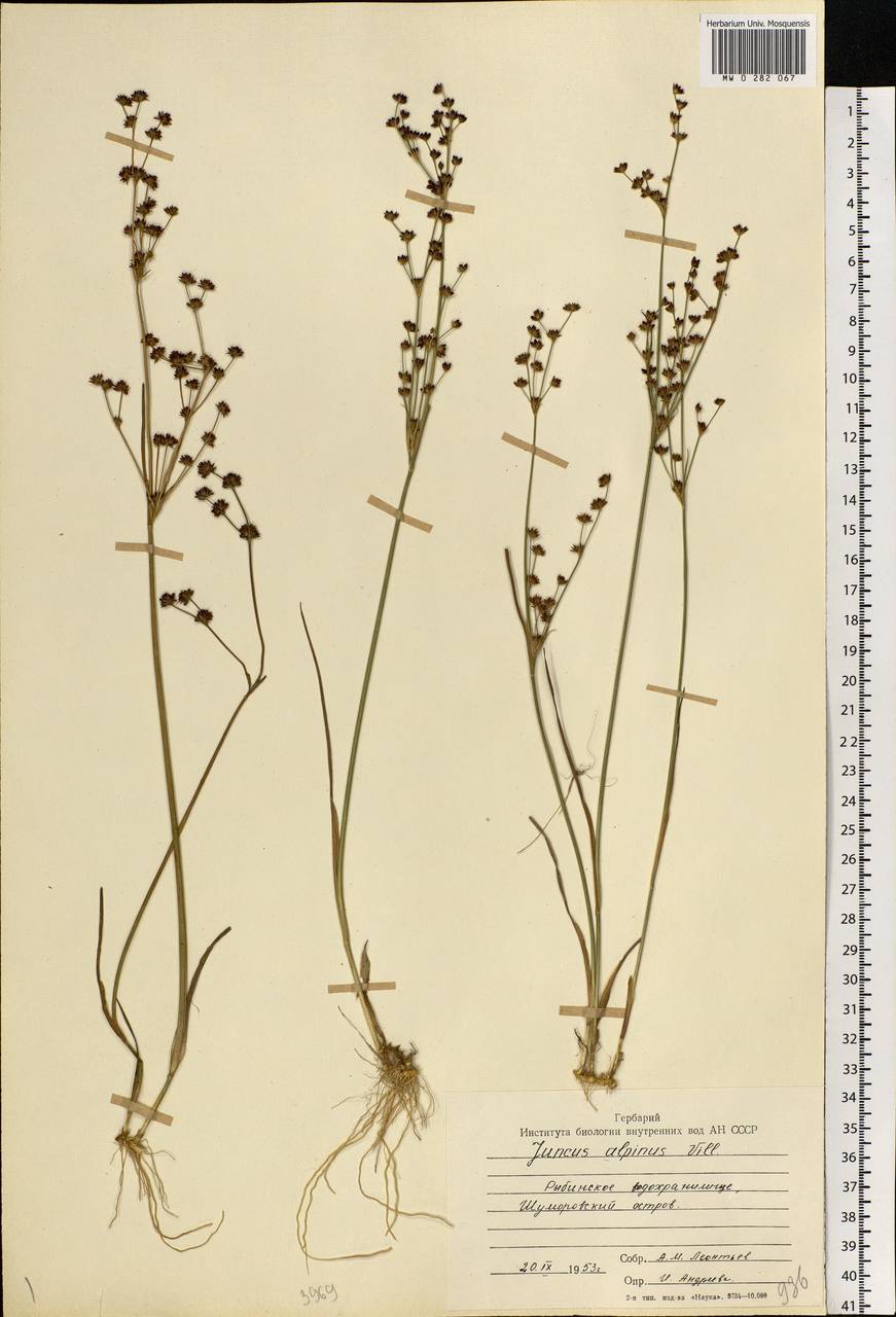 Juncus alpinoarticulatus Chaix, Eastern Europe, Central forest region (E5) (Russia)