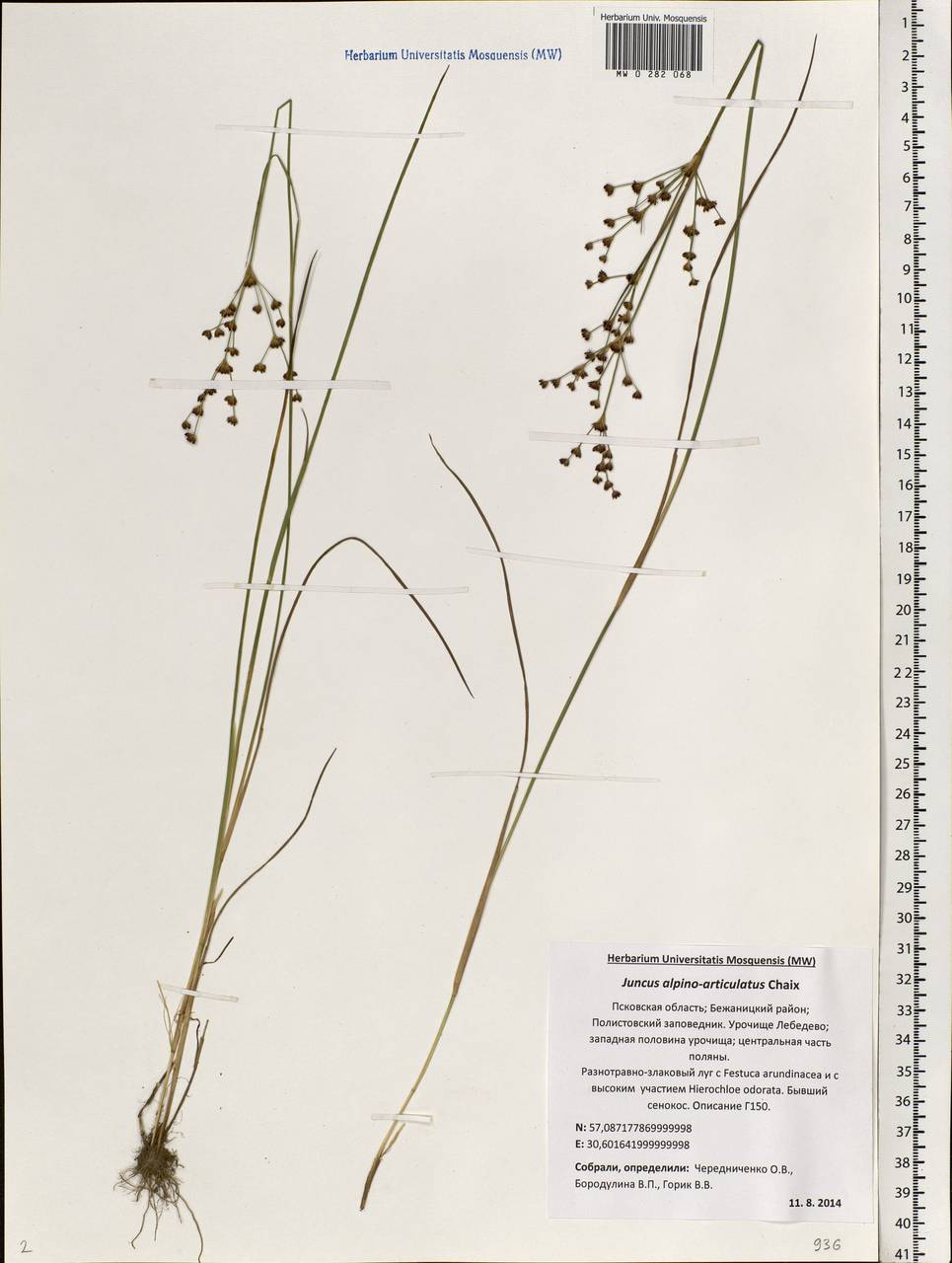 Juncus alpinoarticulatus Chaix, Eastern Europe, North-Western region (E2) (Russia)