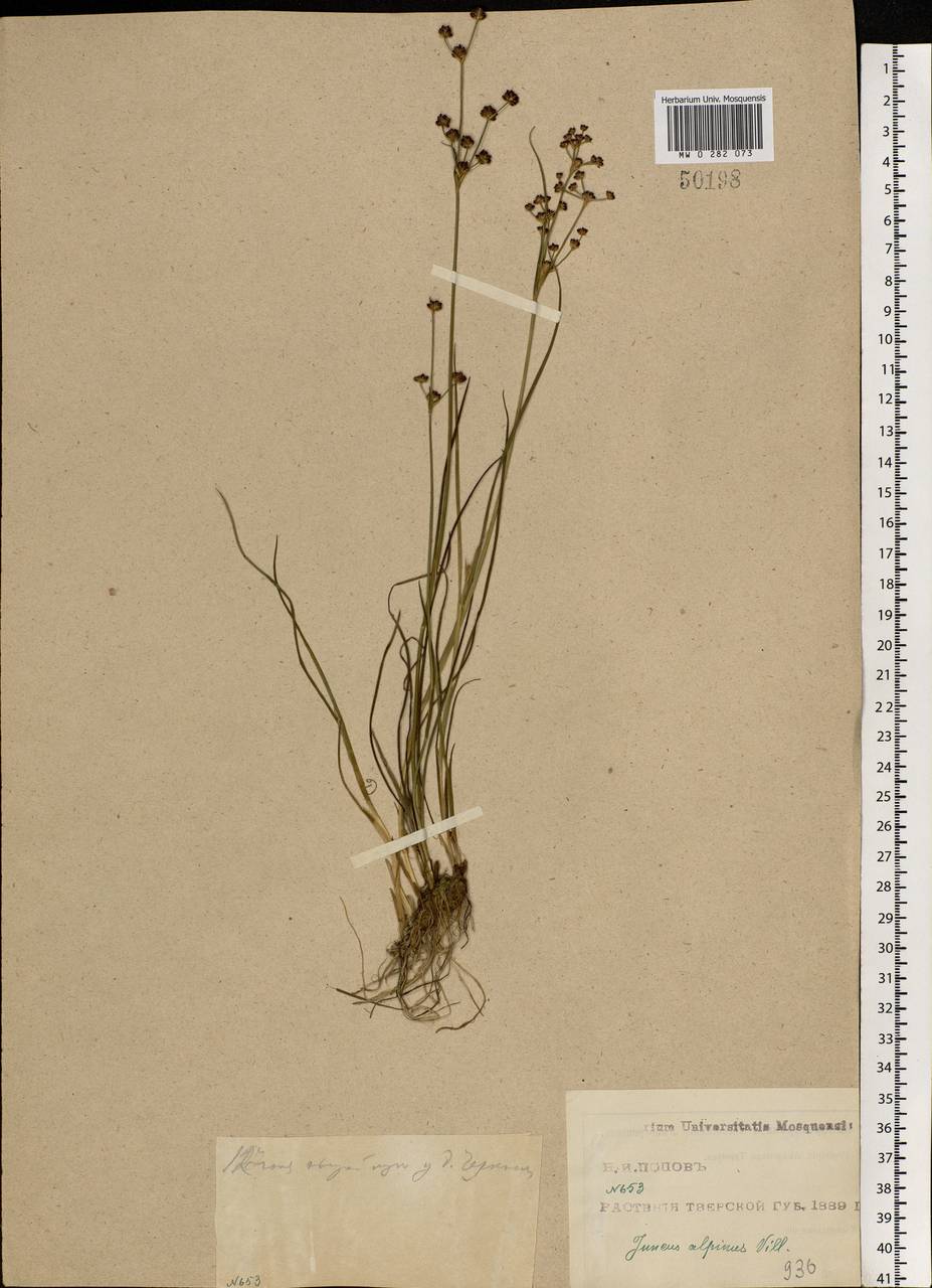 Juncus alpinoarticulatus Chaix, Eastern Europe, North-Western region (E2) (Russia)