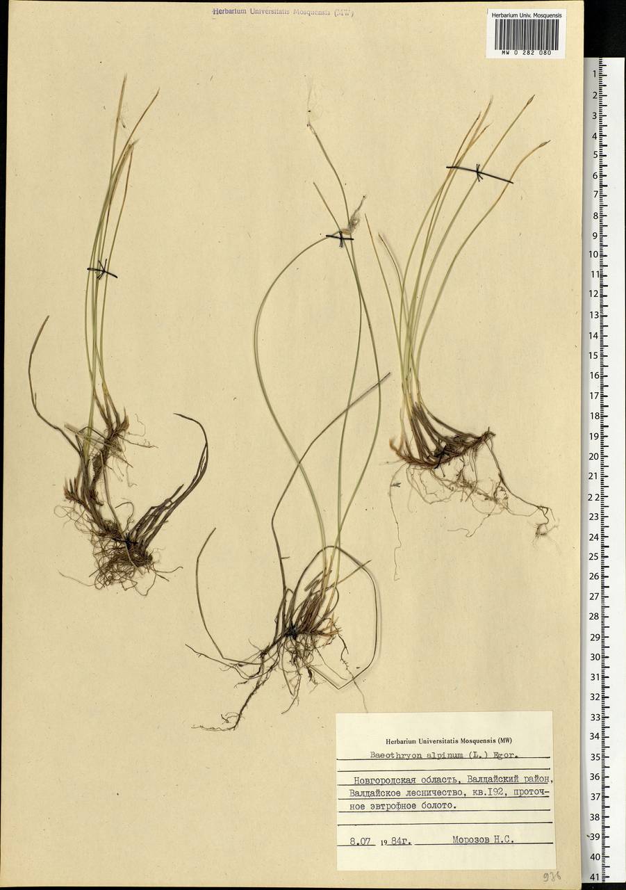 Trichophorum alpinum (L.) Pers., Eastern Europe, North-Western region (E2) (Russia)