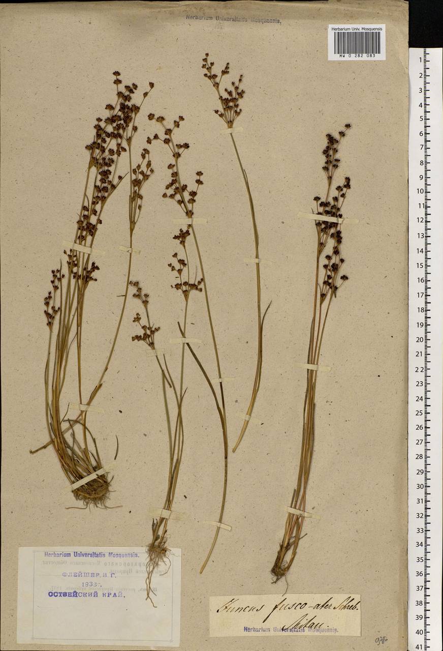Juncus alpinoarticulatus Chaix, Eastern Europe, Latvia (E2b) (Latvia)