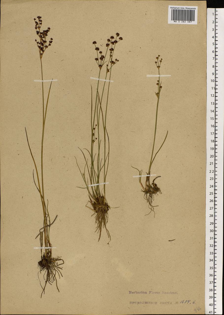 Juncus alpinoarticulatus Chaix, Eastern Europe, Latvia (E2b) (Latvia)