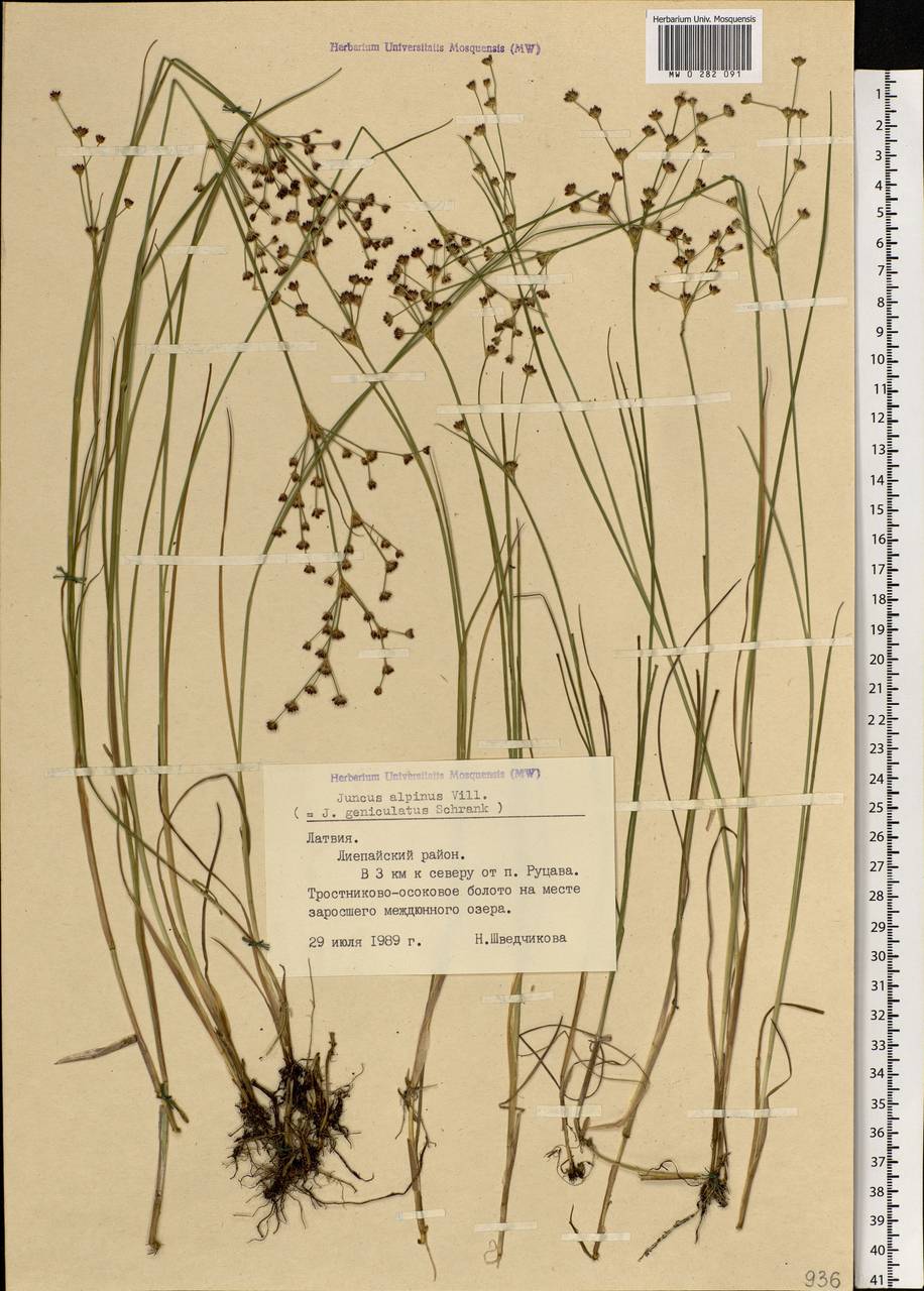 Juncus alpinoarticulatus Chaix, Eastern Europe, Latvia (E2b) (Latvia)