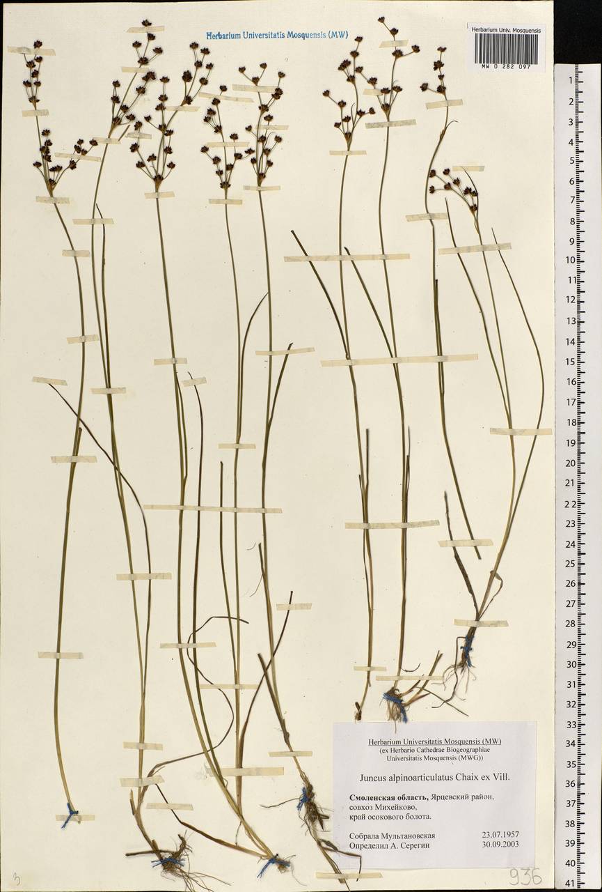 Juncus alpinoarticulatus Chaix, Eastern Europe, Western region (E3) (Russia)