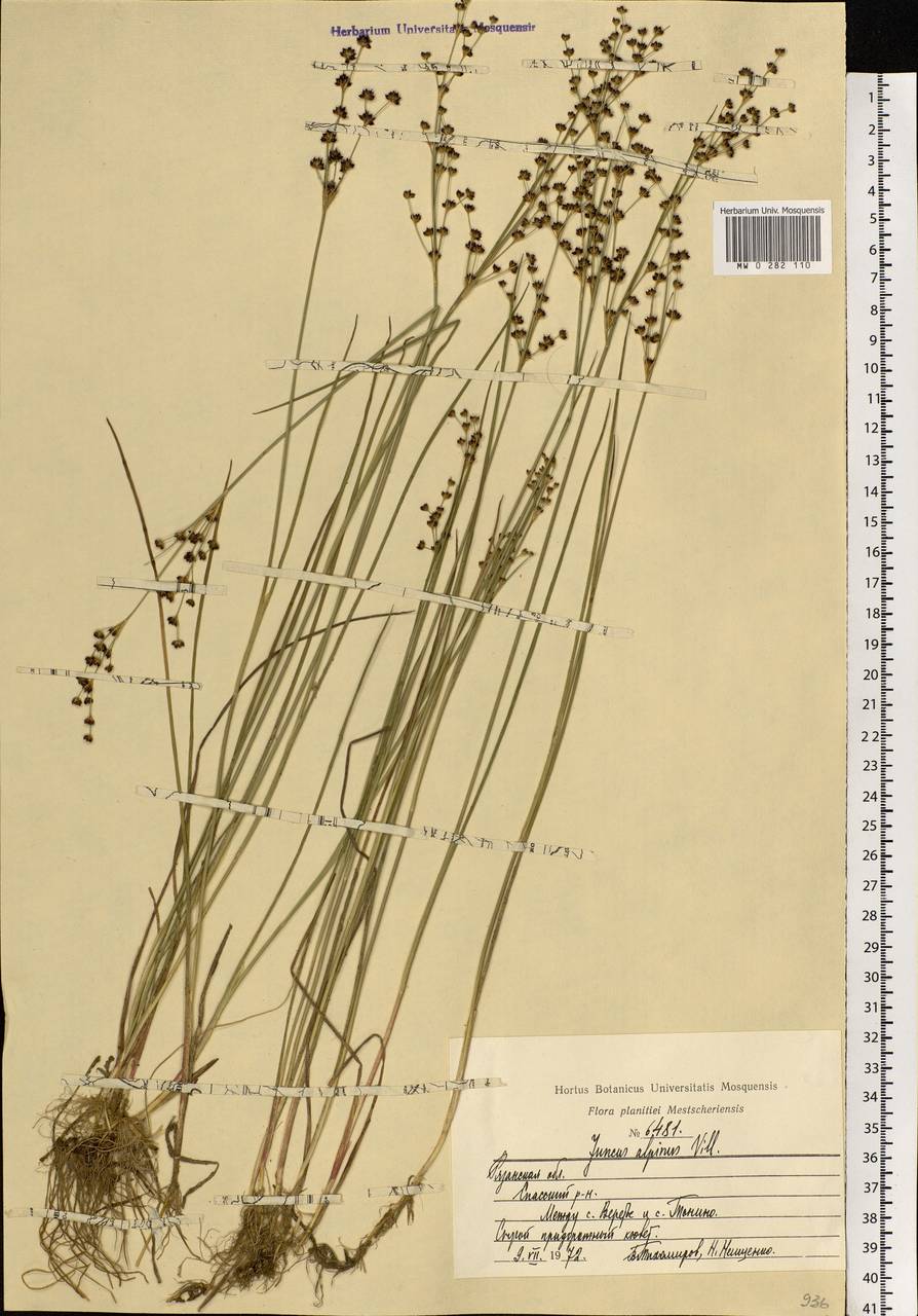 Juncus alpinoarticulatus Chaix, Eastern Europe, Central region (E4) (Russia)