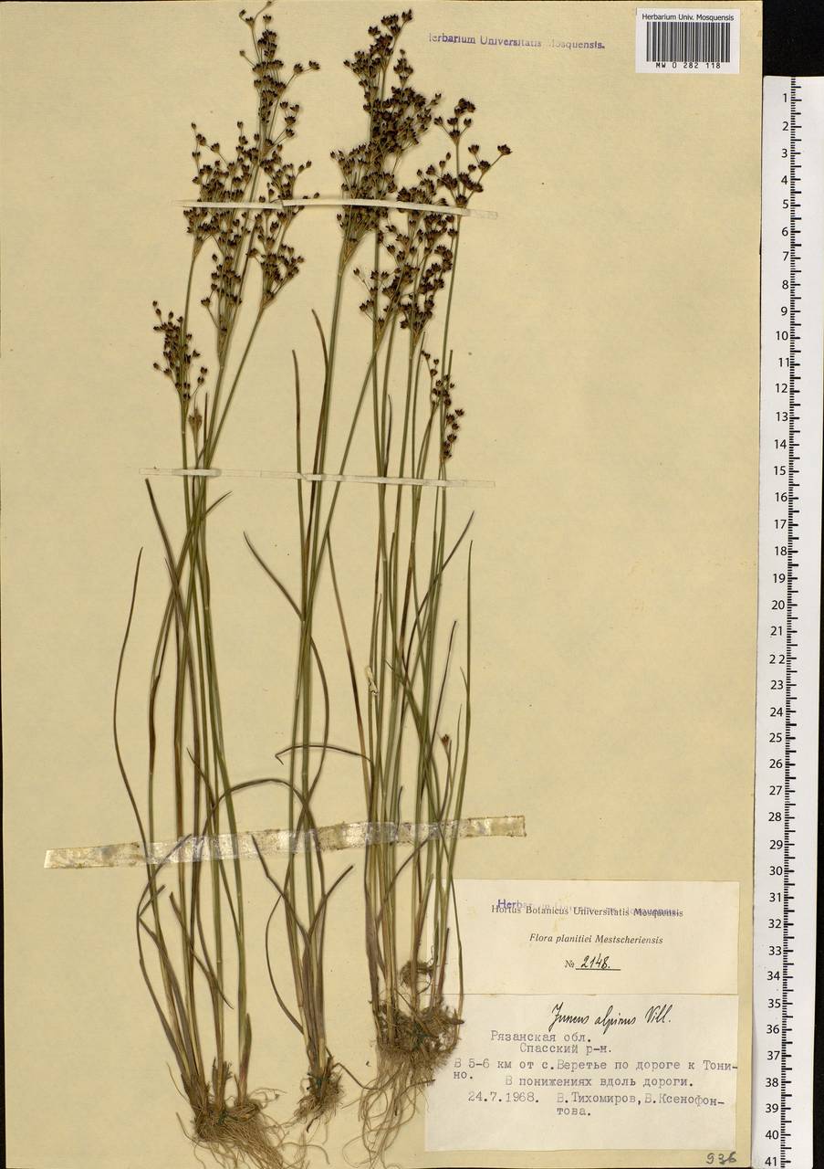 Juncus alpinoarticulatus Chaix, Eastern Europe, Central region (E4) (Russia)