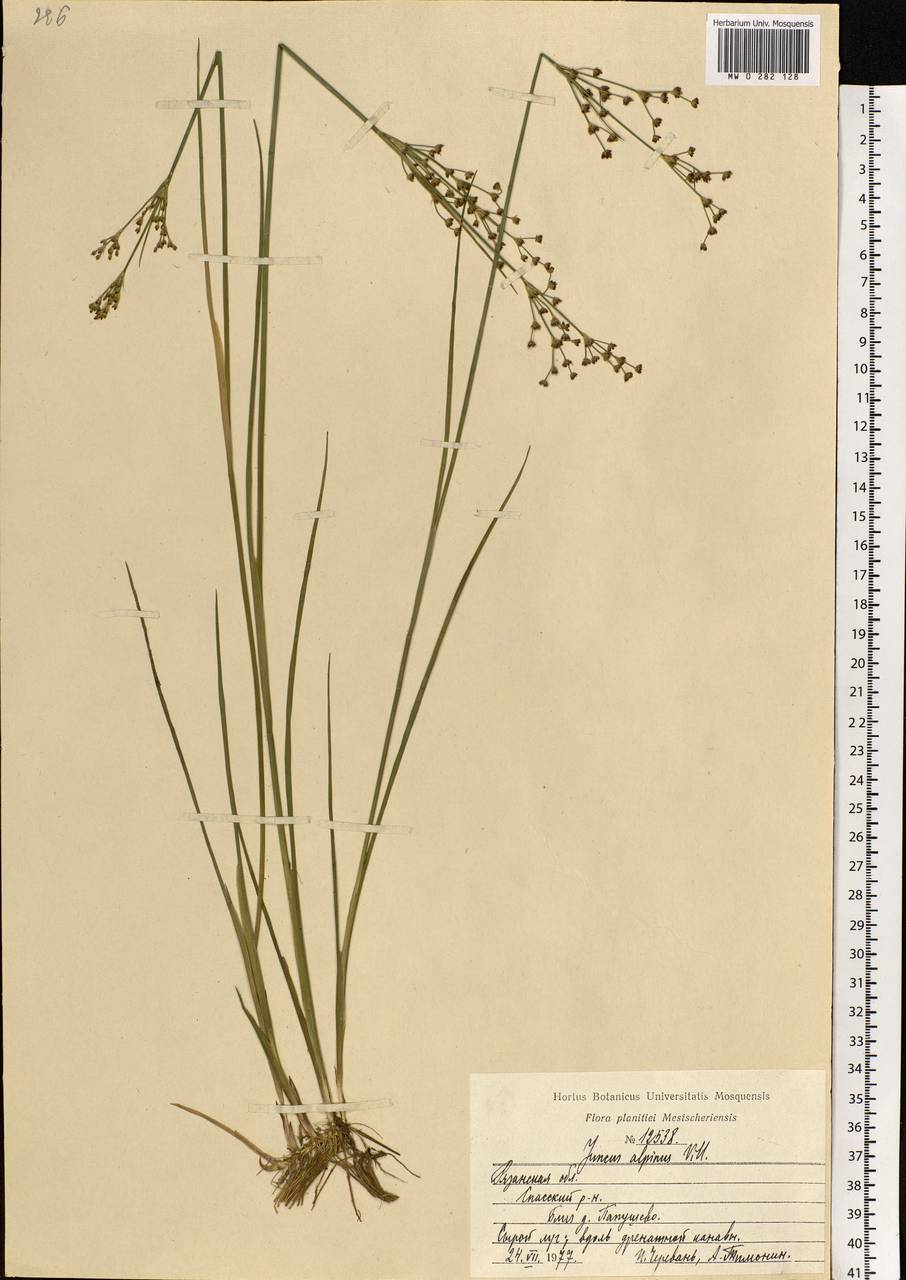 Juncus alpinoarticulatus Chaix, Eastern Europe, Central region (E4) (Russia)